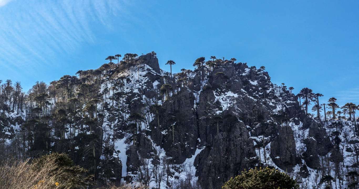 Araucarias el Cañi