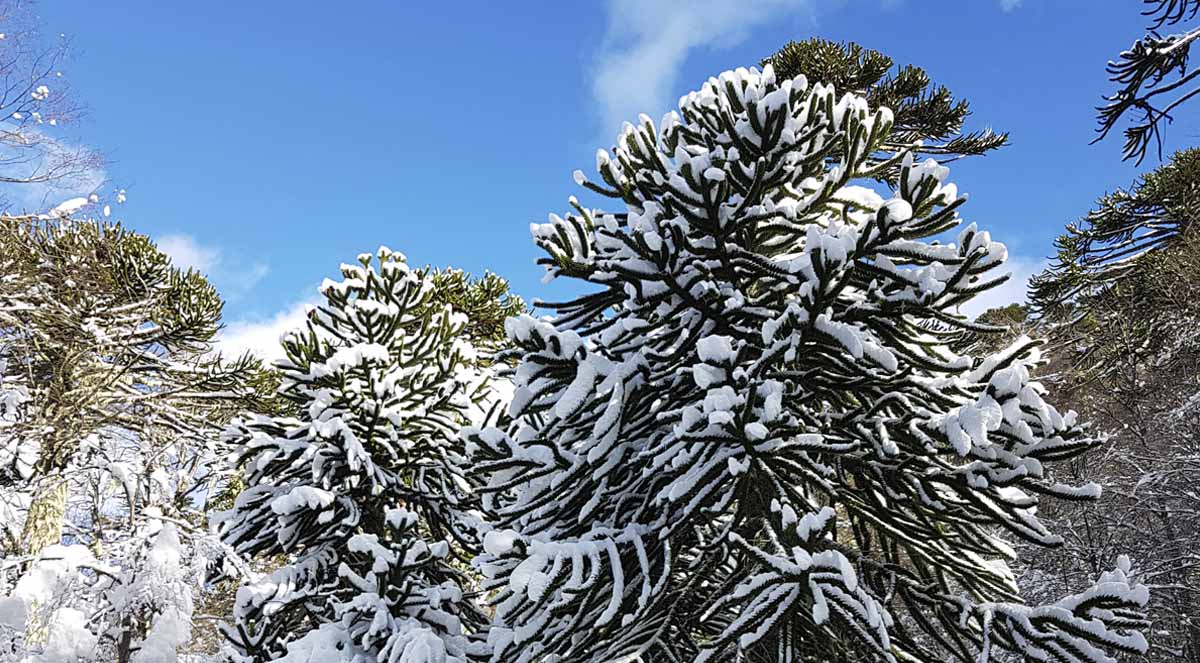 Araucarias Parque Nacional Huerquehue