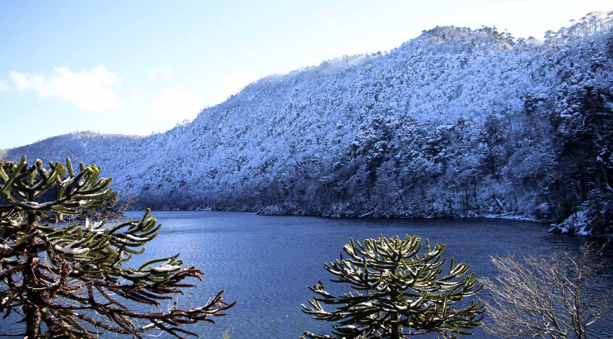 Araucarias Parque Nacional Huerquehue