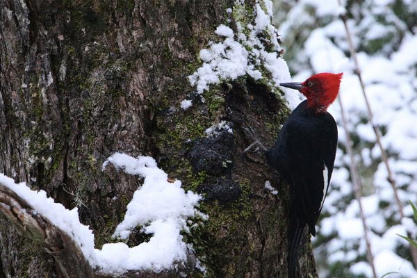 Aves en Pucón - Carpintero Negro