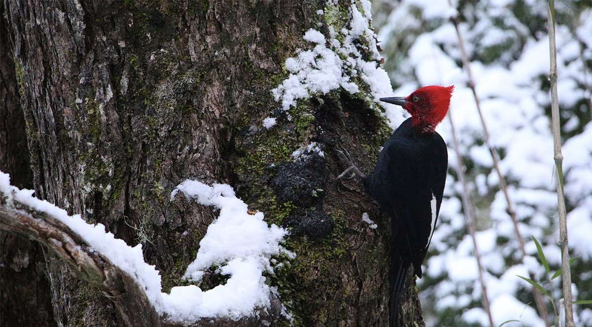 Aves en Pucón – Carpintero Negro