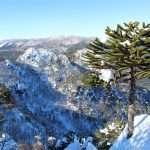 Reserva El Cañi Pucón