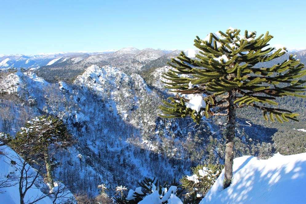 Reserva El Cañi Pucón