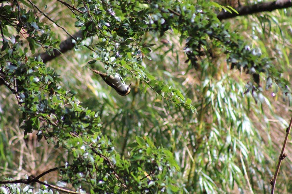 Sendero Los Lagos - Parque Nacional Huerquehue