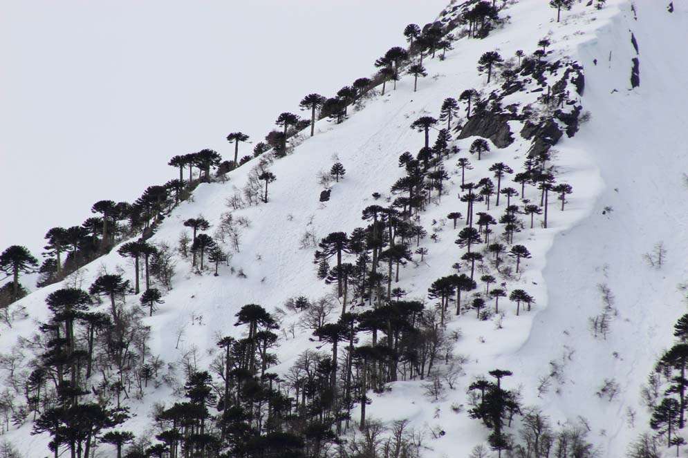 Sendero Los Lagos - Parque Nacional Huerquehue