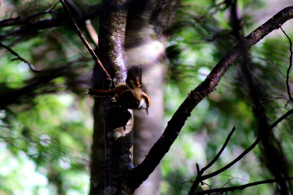 Sendero Los Lagos - Parque Nacional Huerquehue