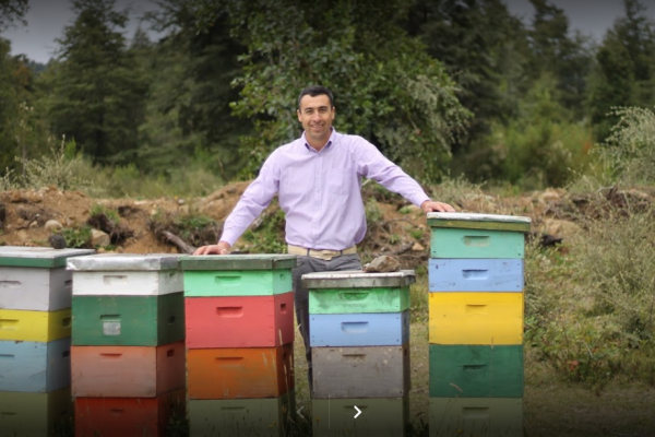 Montaña Bee, Miel Natural